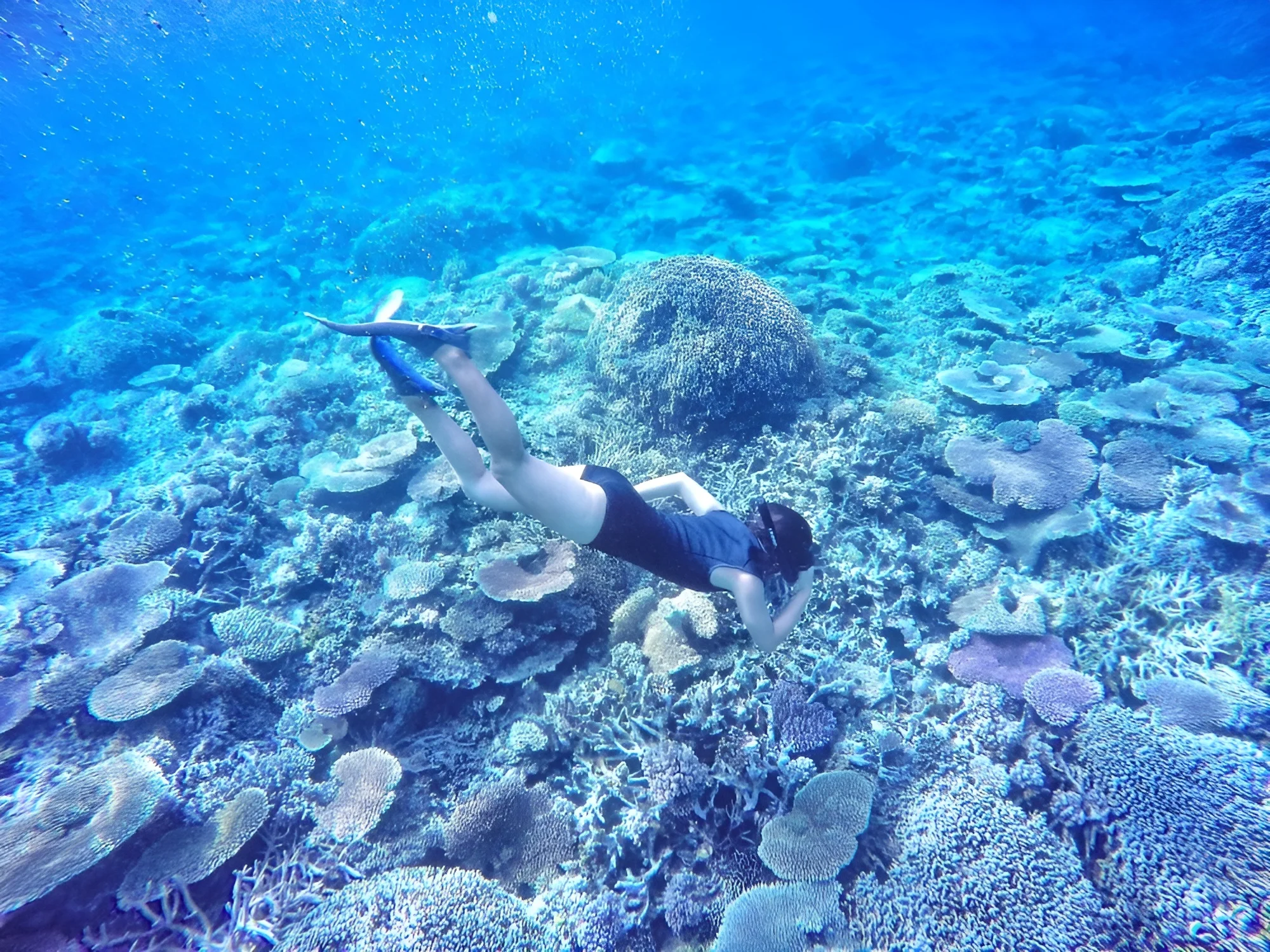 Snorkeling & diving