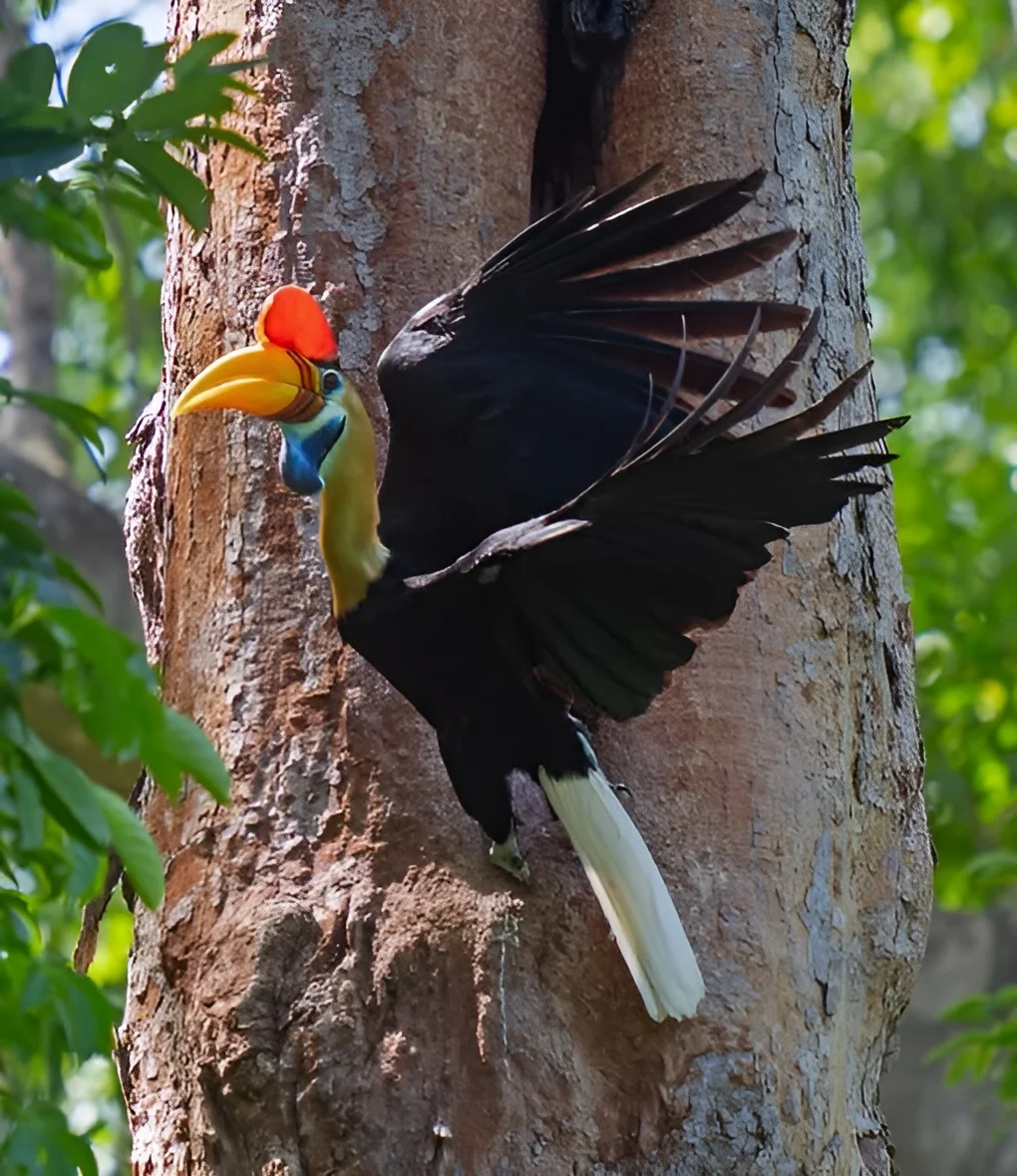 Knobbed Hornbill gallery 1