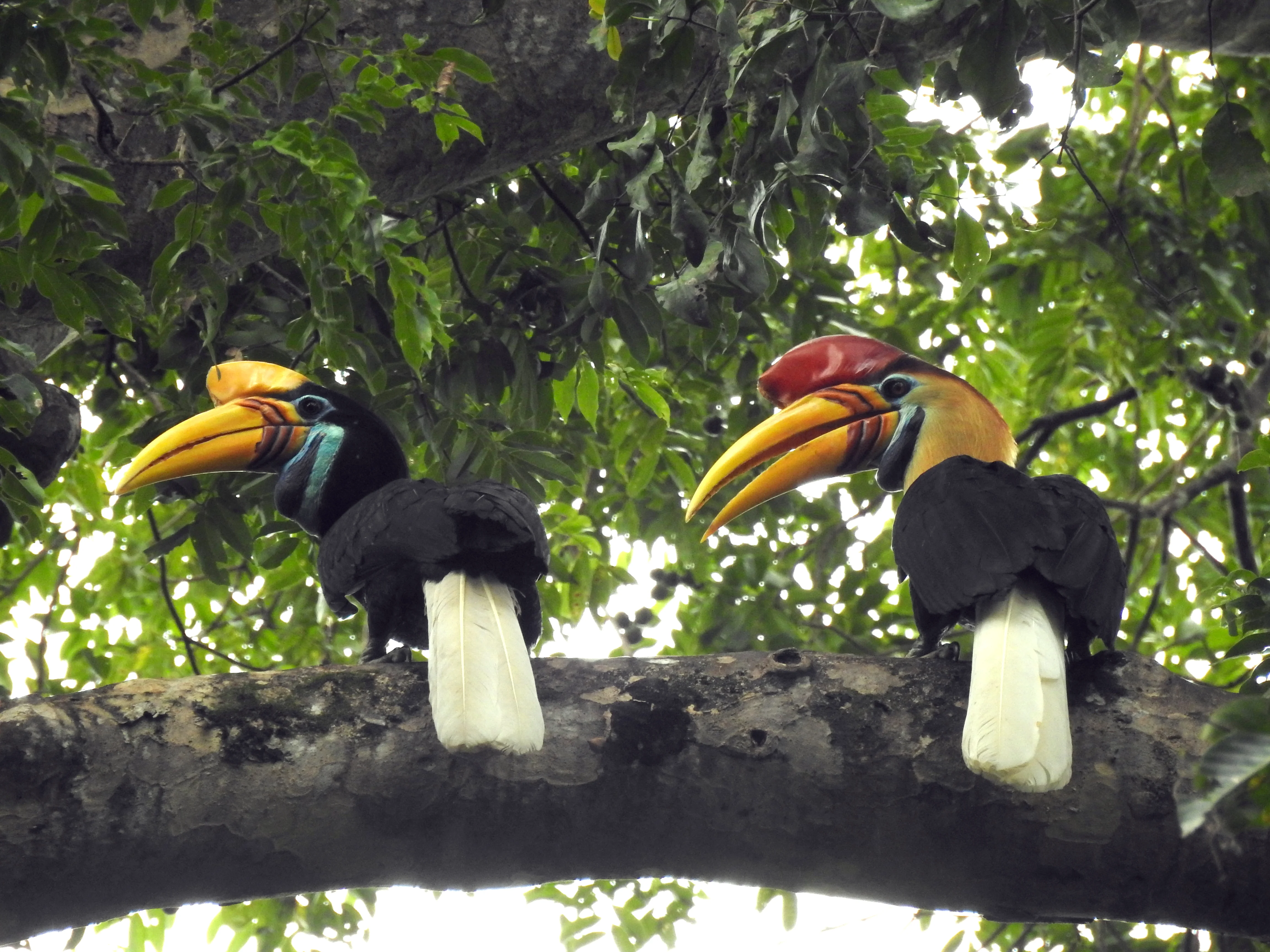 Knobbed Hornbill