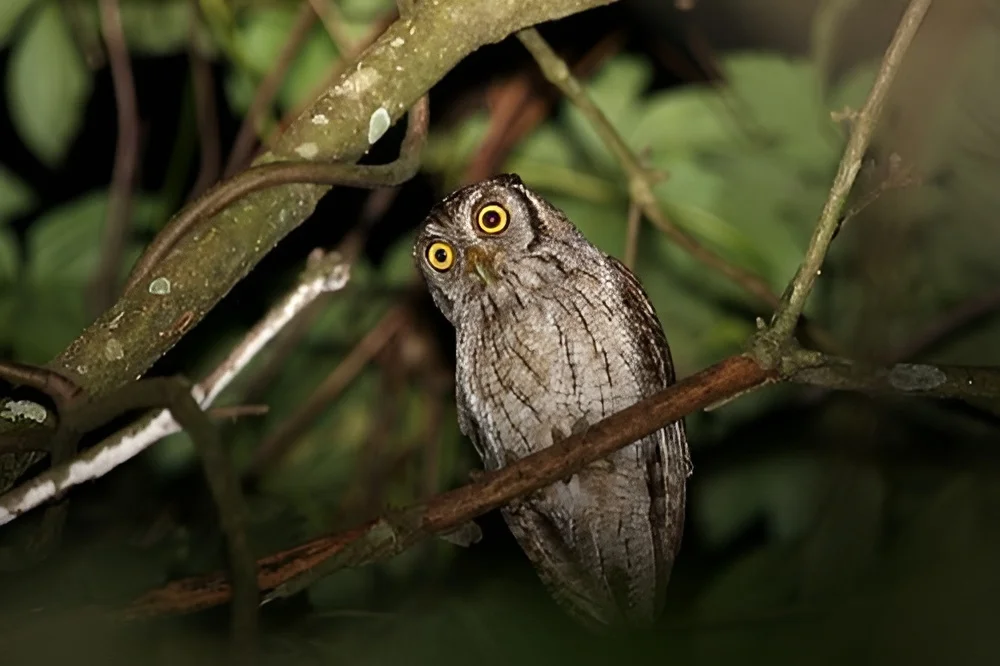 Togian Boobook gallery 1