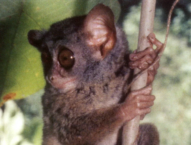 Niemitz's tarsier gallery 1