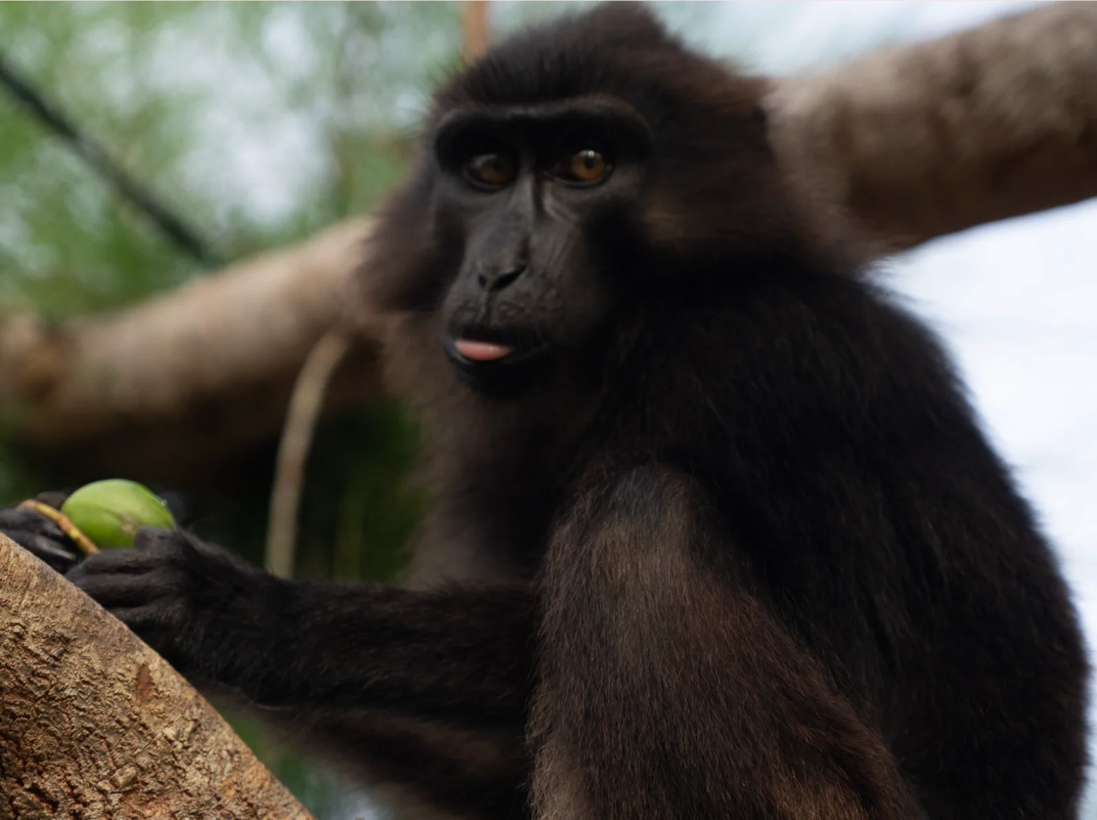 Tonkean Macaque gallery 2