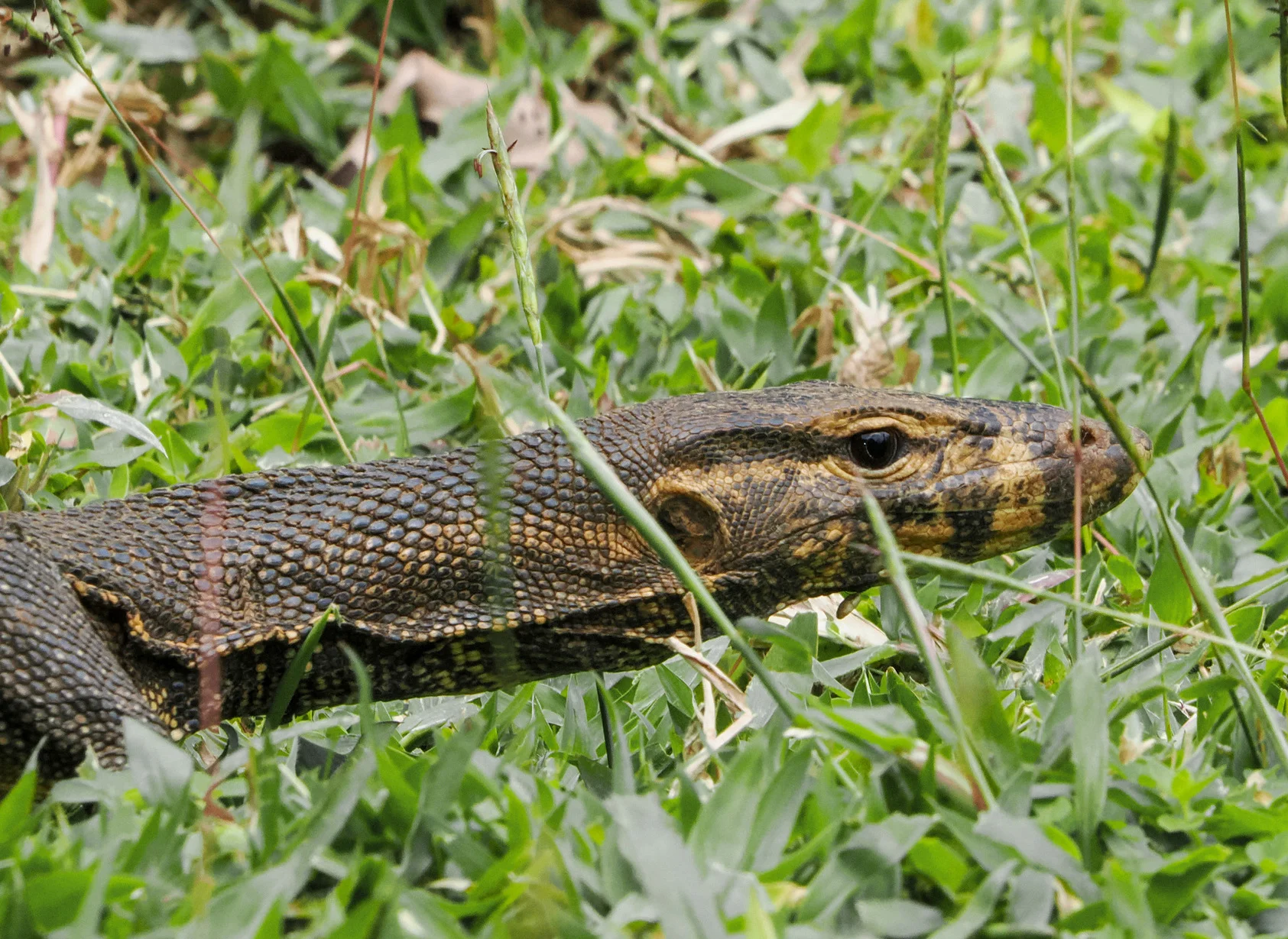 Togian Water Monitor gallery 1