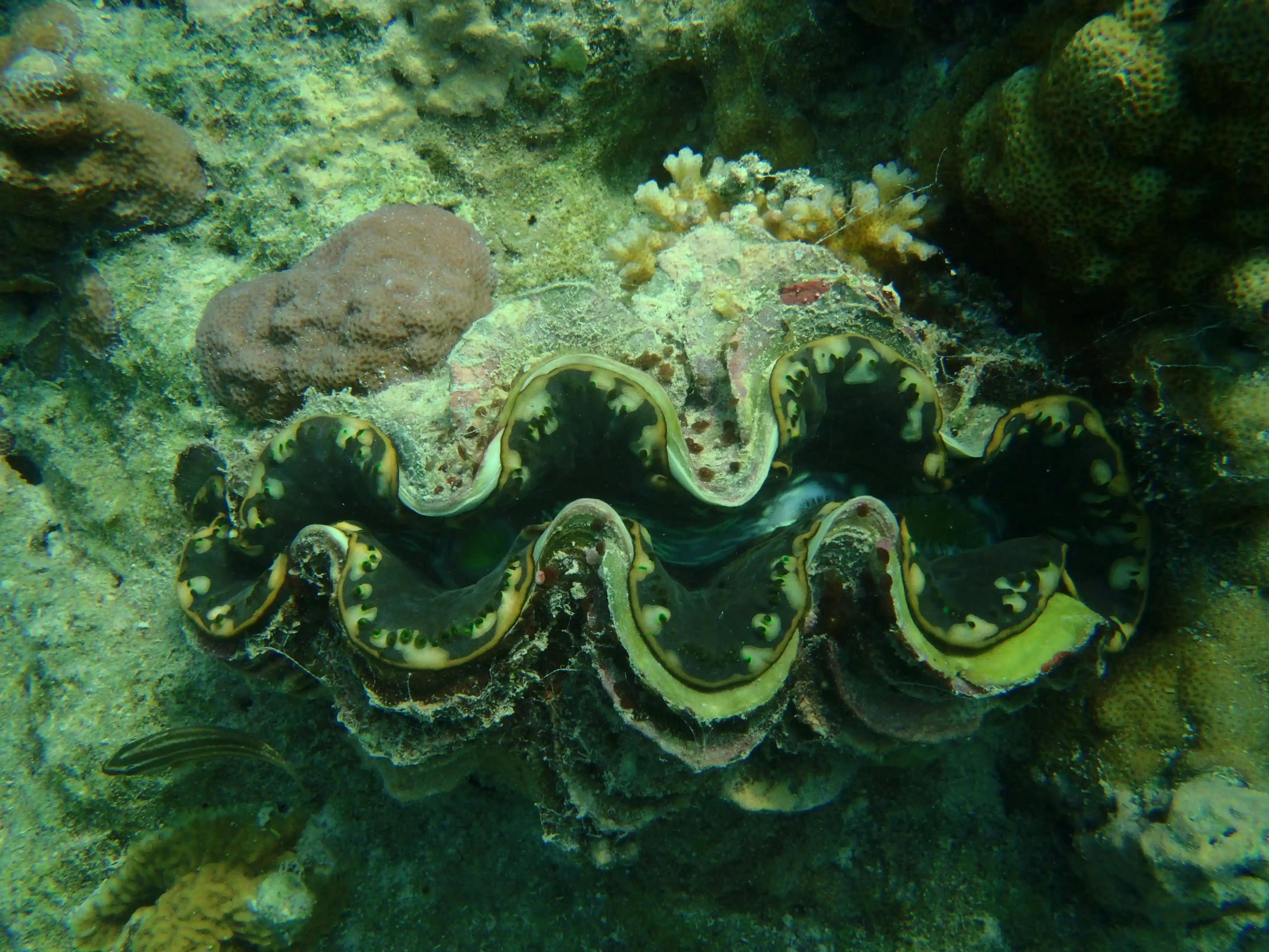 Giant Clam gallery 2
