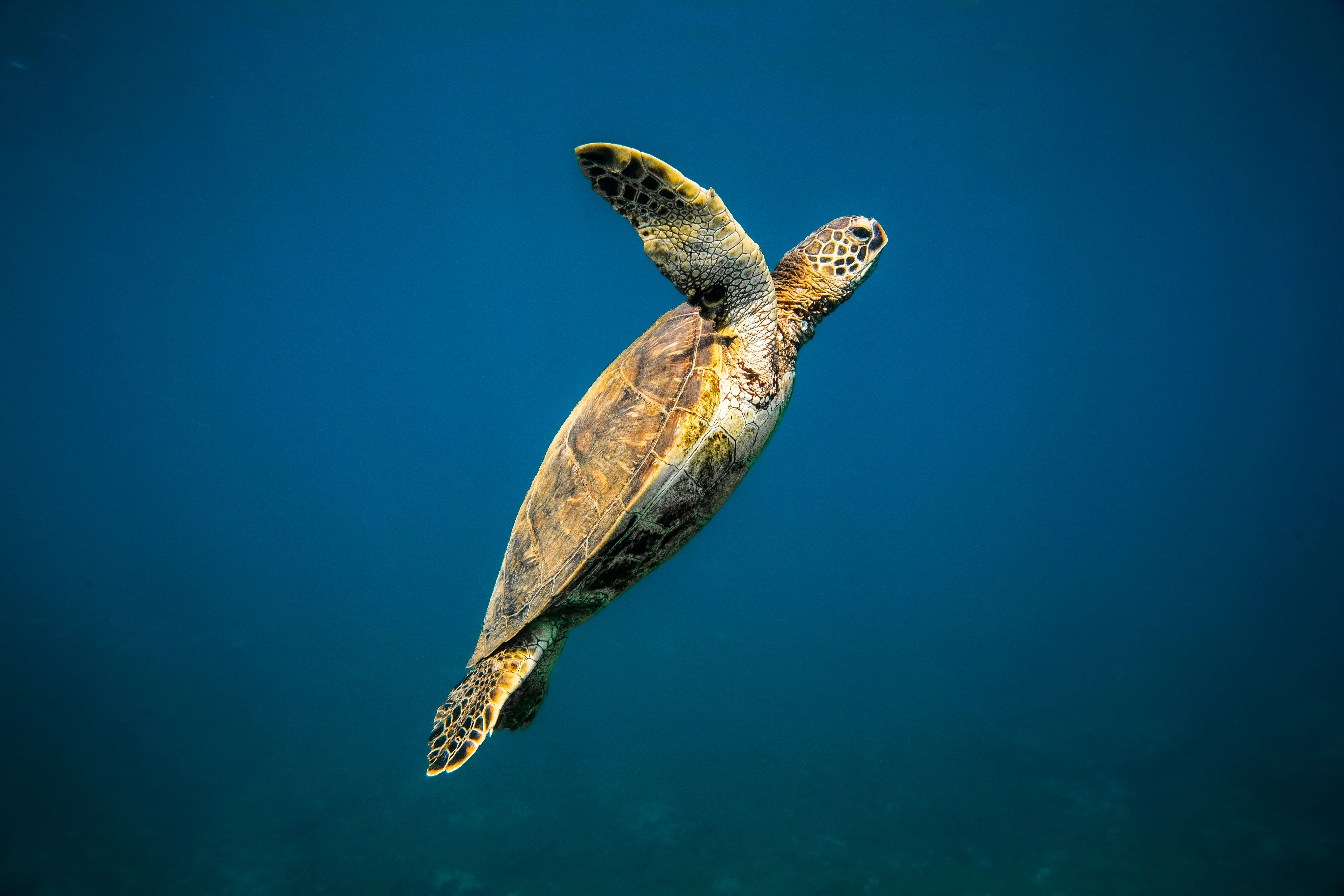 Green Sea Turtle gallery 1