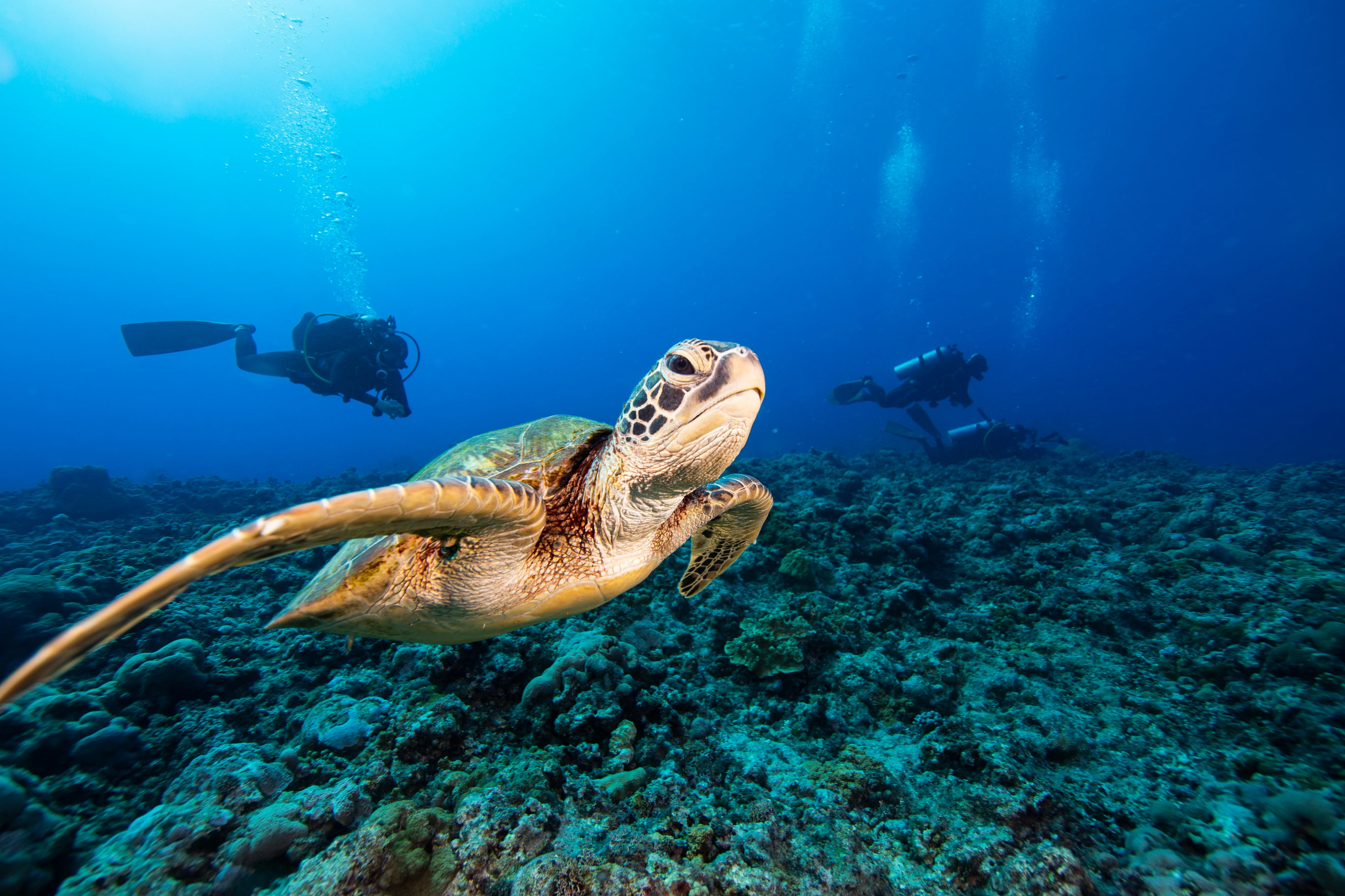 Green Sea Turtle gallery 2