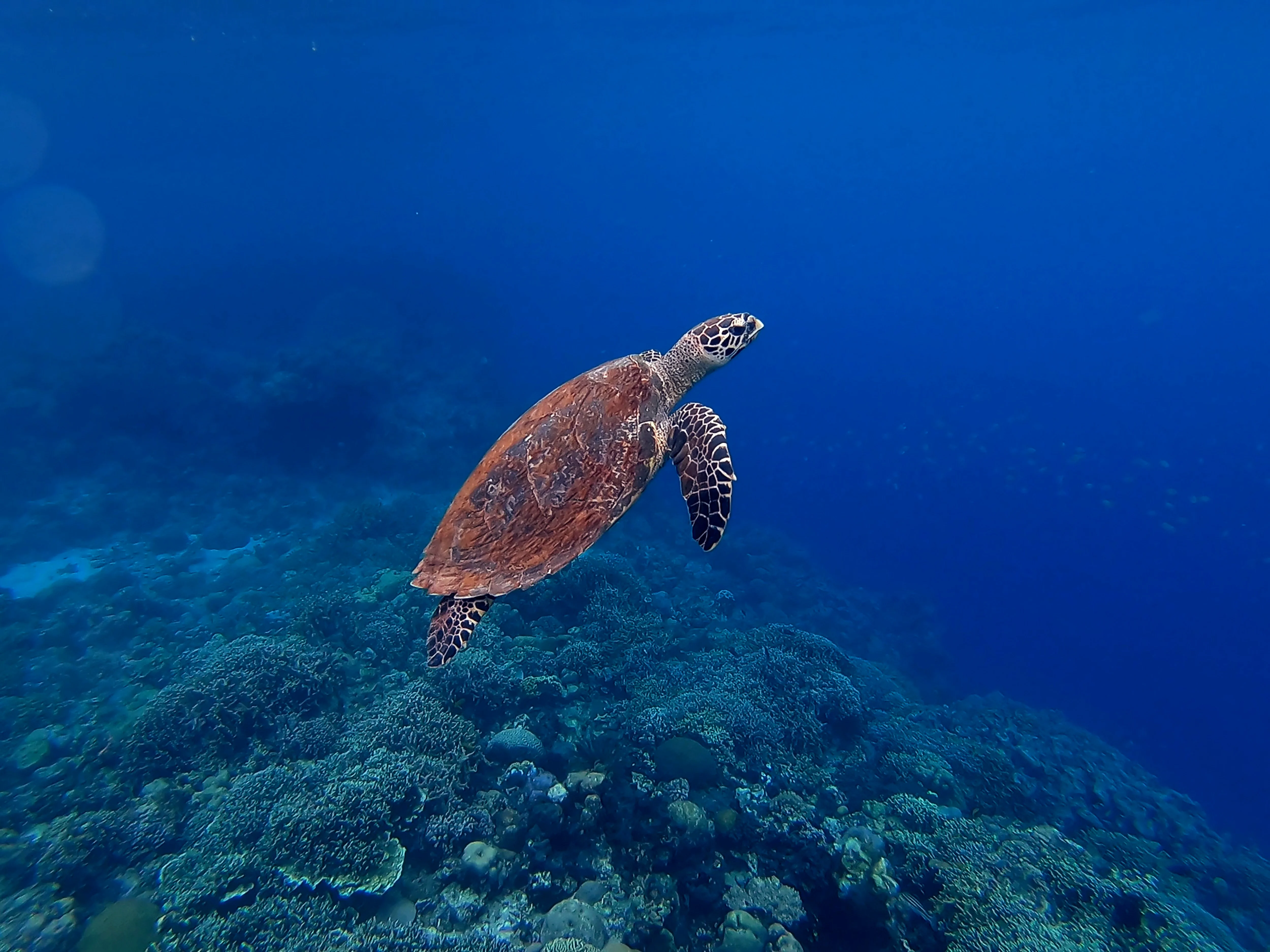 Hawksbill Turtle gallery 2