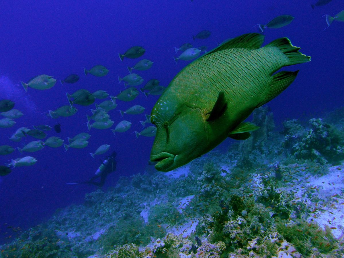 Napoleon Wrasse gallery 1
