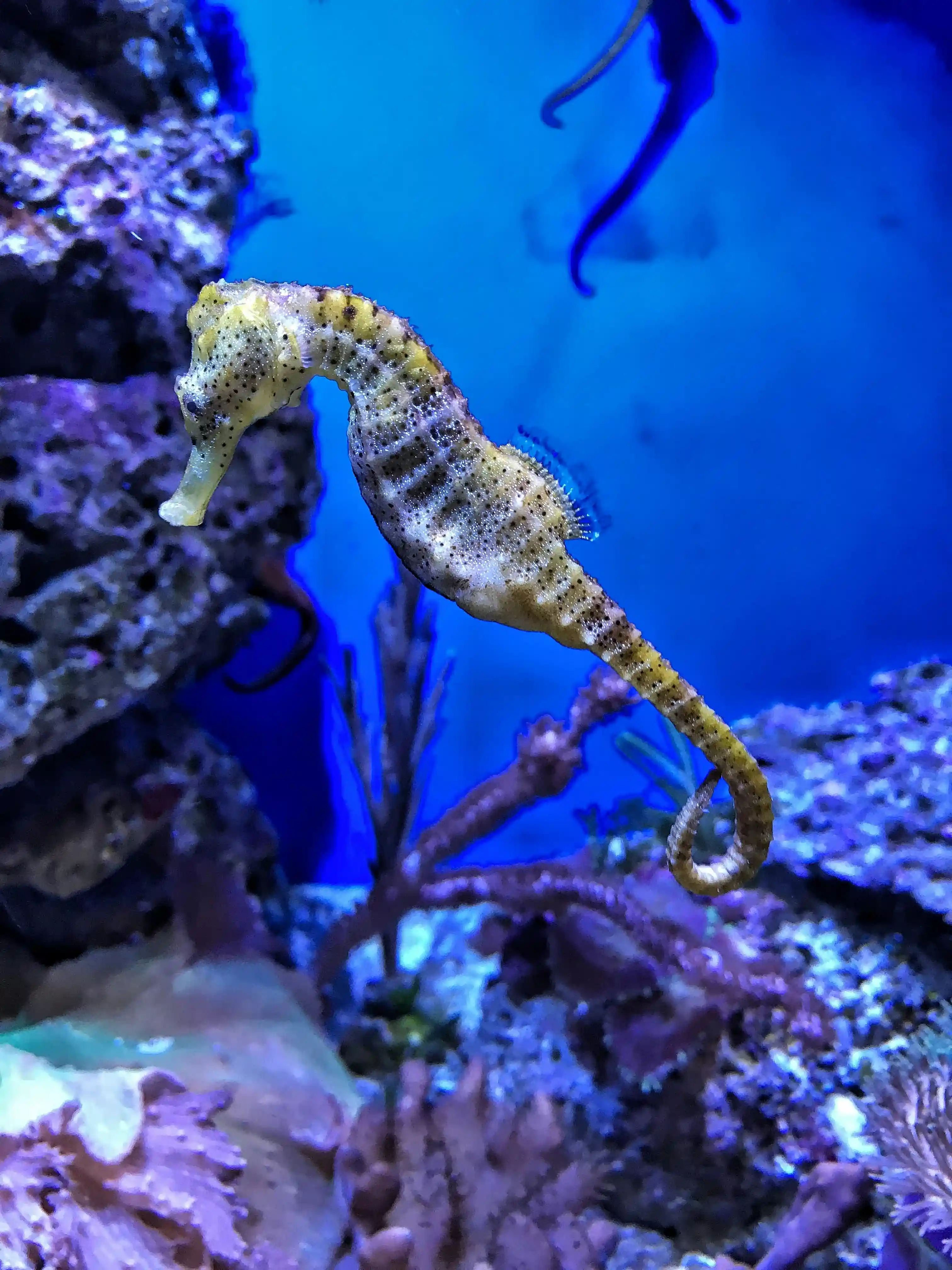 Seahorse gallery 1