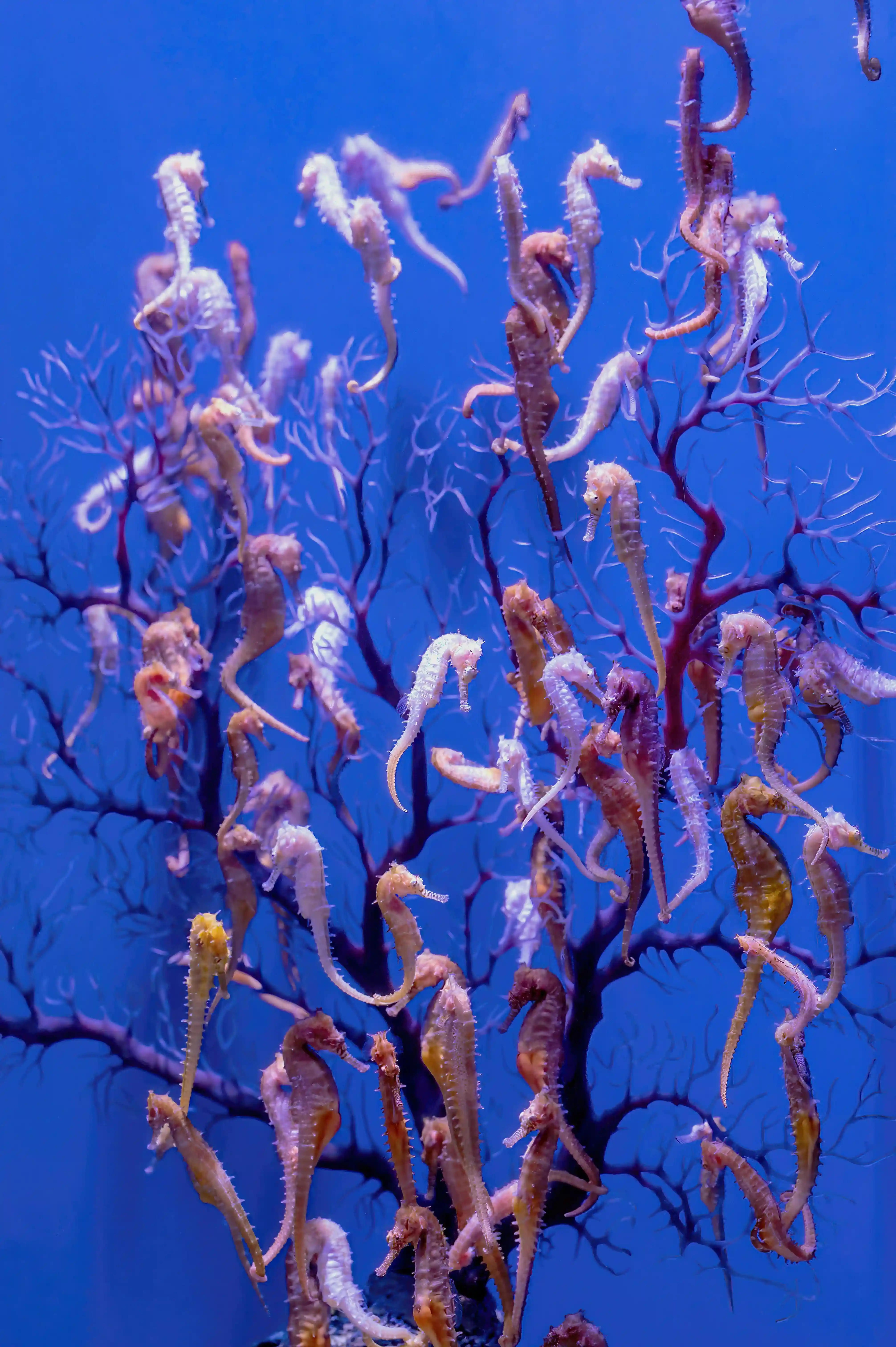 Seahorse gallery 2
